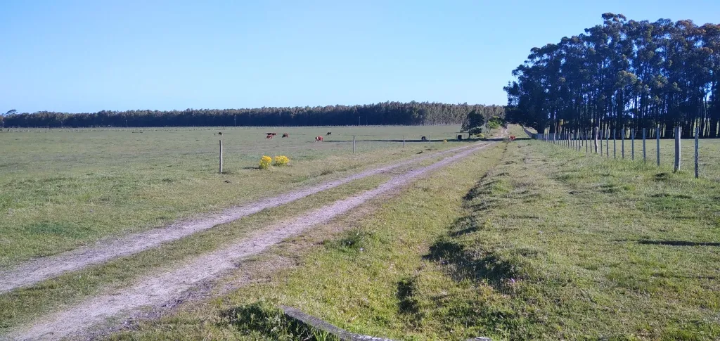 VENTA DE CAMPO AGRÍCOLA GANADERO EN VENTA ROCHA — foto 22