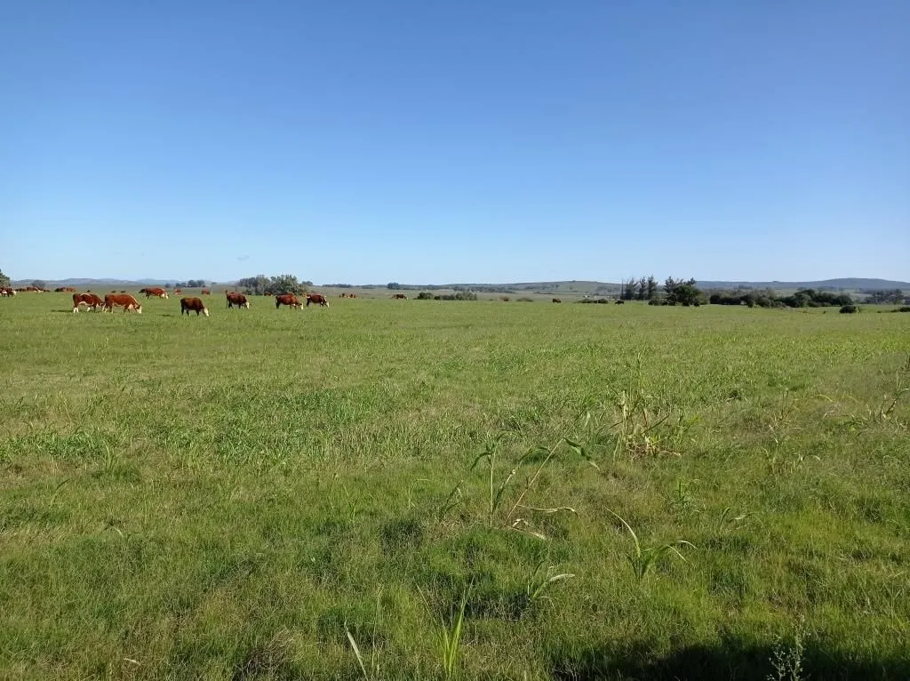Chacra / Campo 37 ha en Maldonado — foto 10