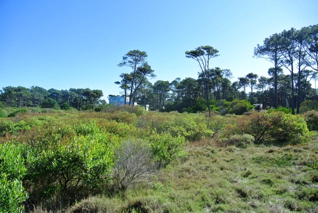 Venta lotes Chihuahua a pasos del mar- Punta Ballena — foto 6