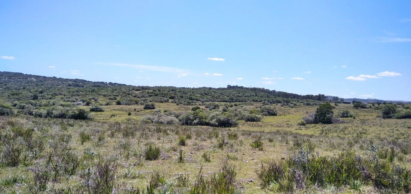 Campo ganadero, criador, Aigua — foto 19