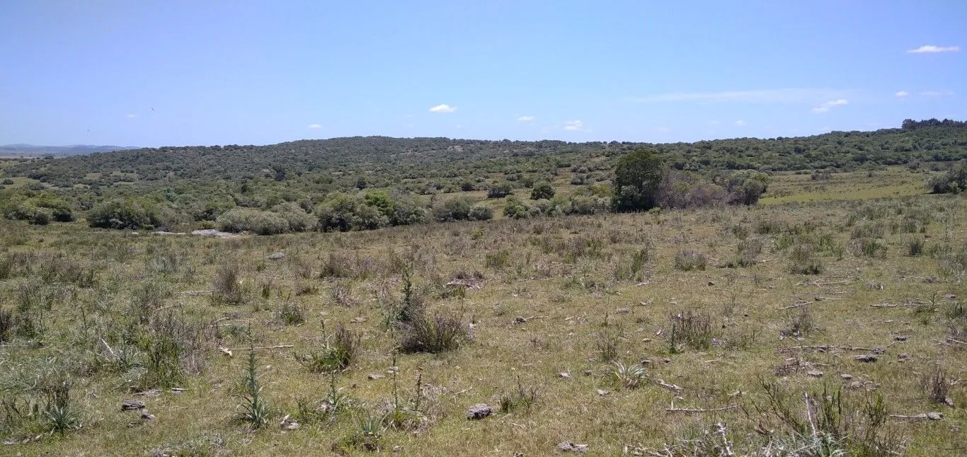 Campo ganadero, criador, Aigua — foto 21
