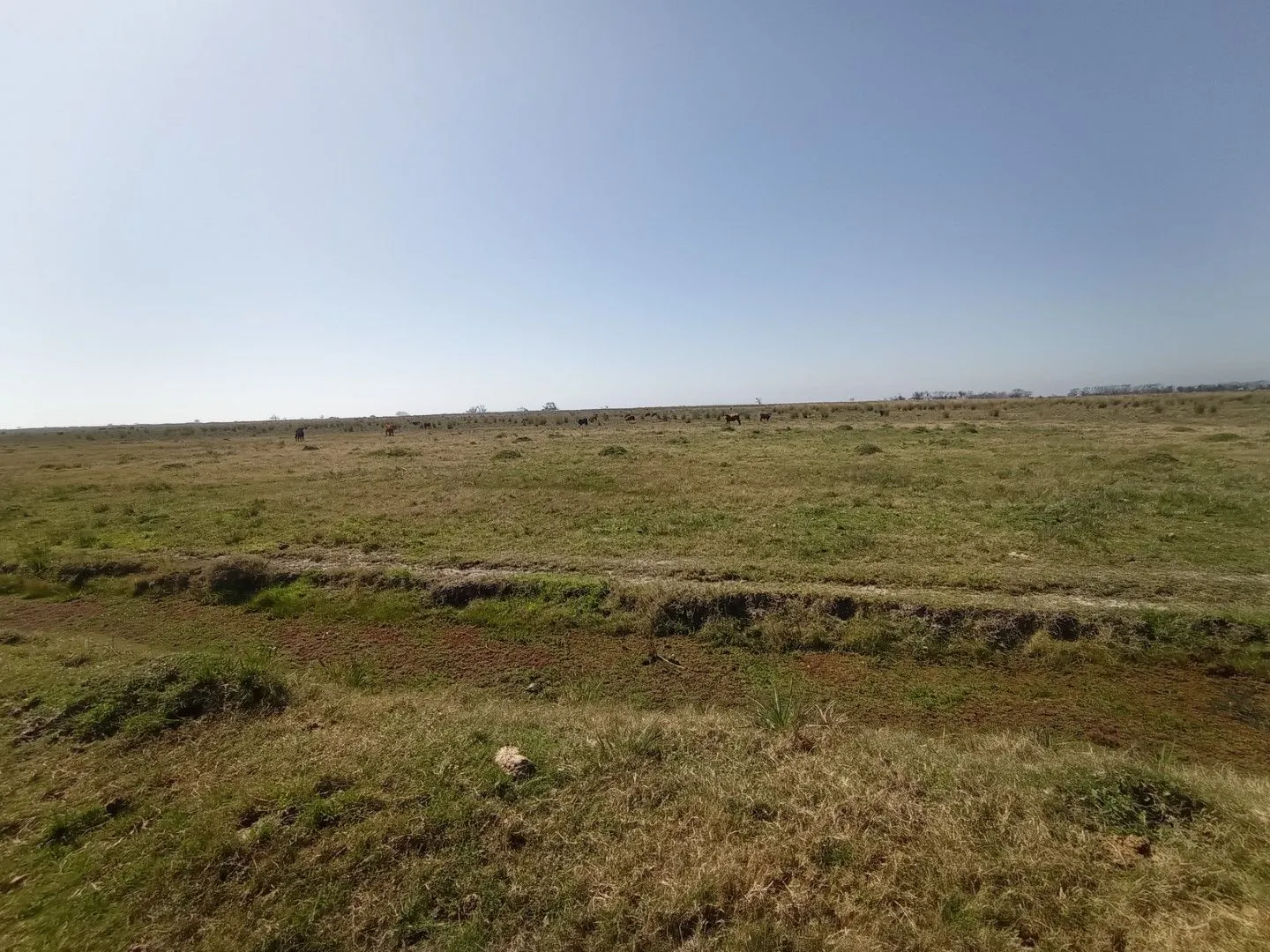 CAMPO AGRÍCOLA GANADERO — foto 19