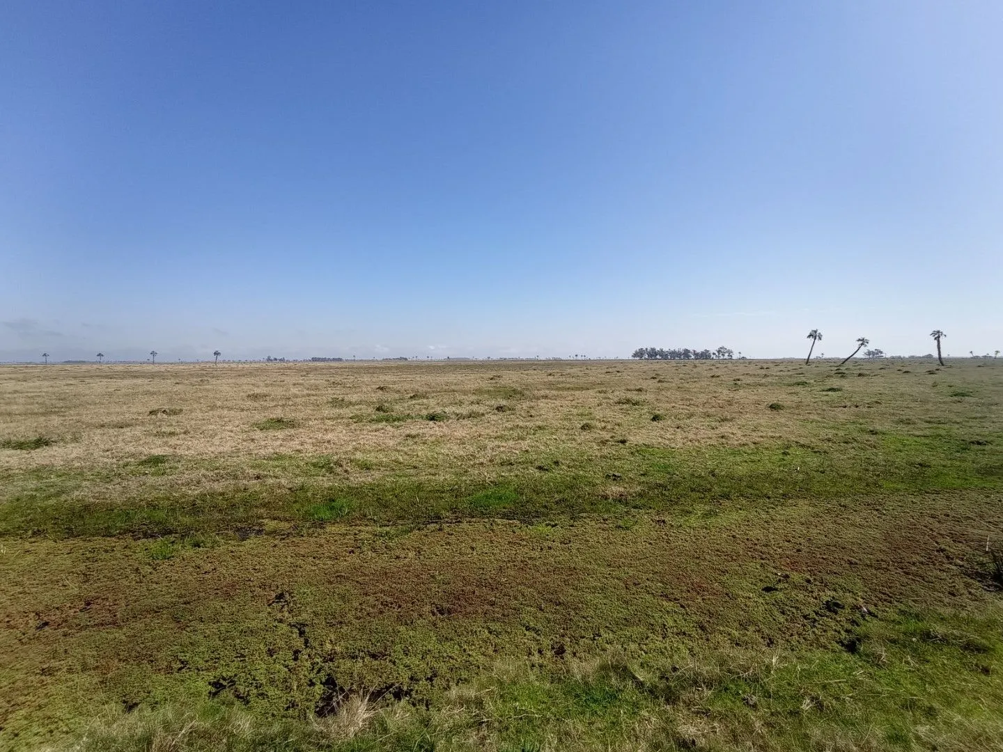 CAMPO AGRÍCOLA GANADERO — foto 20