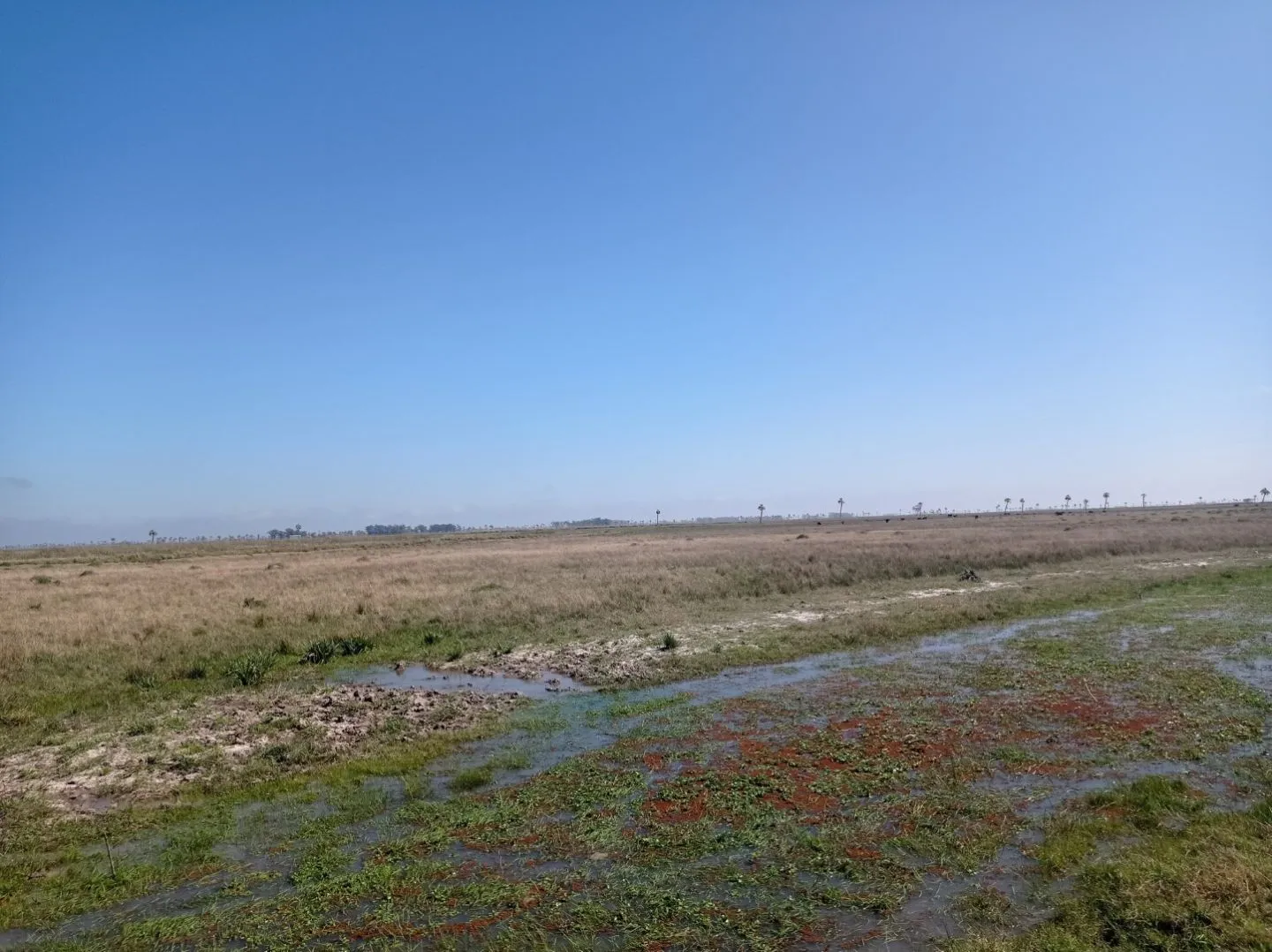 CAMPO AGRÍCOLA GANADERO — foto 23