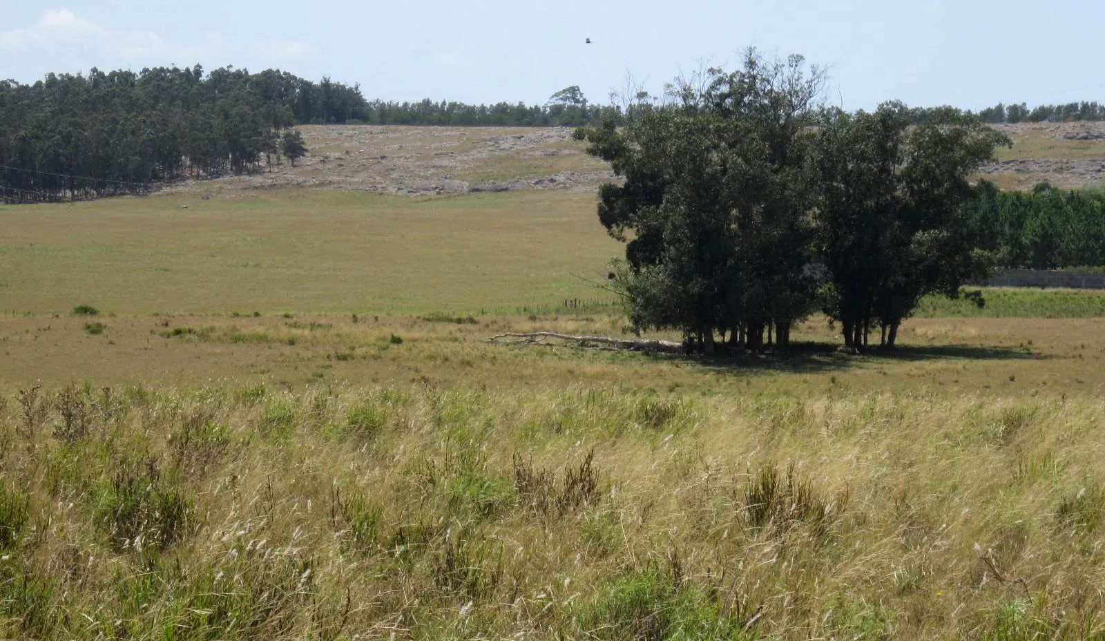 CHACRA EN VENTA DE 15,6 HECTAREAS - ZONA EL QUIJOTE LA BARRA — foto 1