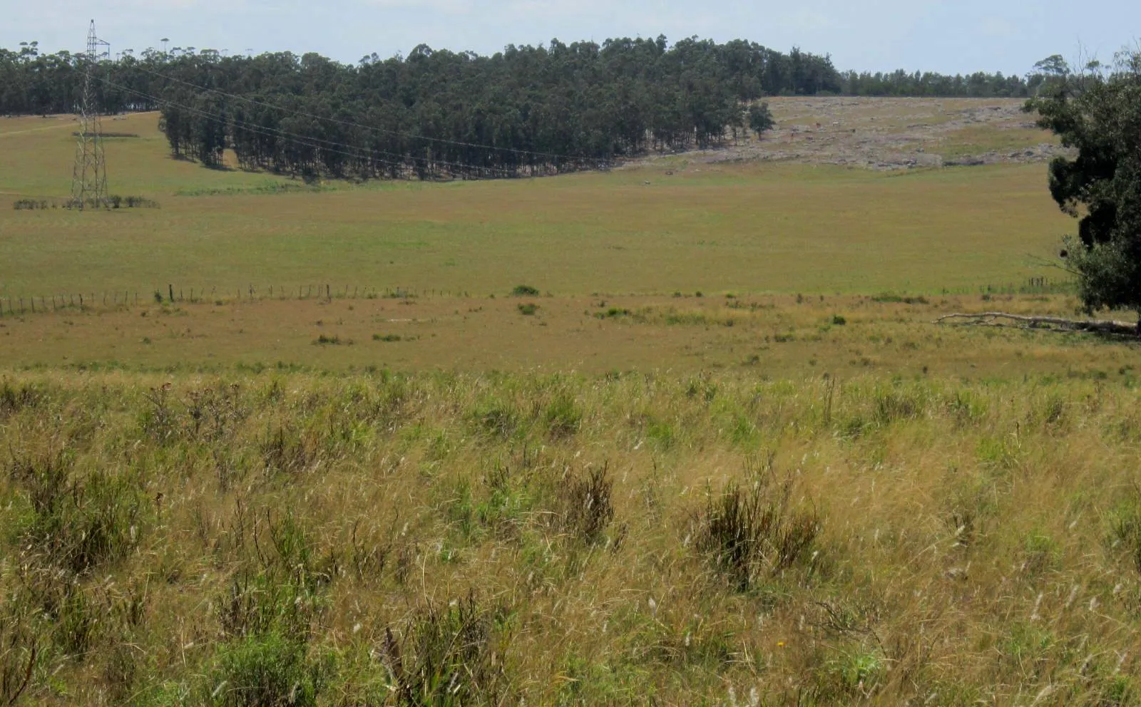 CHACRA EN VENTA DE 15,6 HECTAREAS - ZONA EL QUIJOTE LA BARRA — foto 7