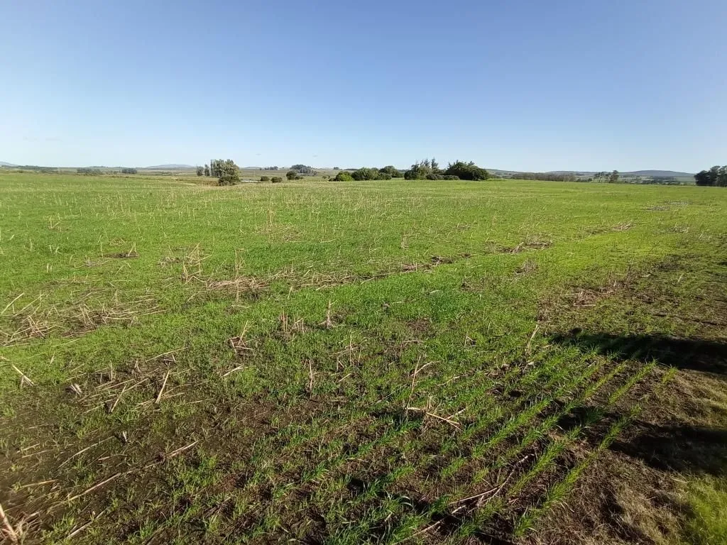 Chacra / Campo 40 ha en Maldonado — foto 11