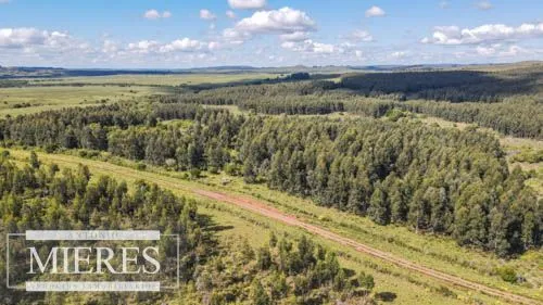 CAMPO EN VENTA EN LAVALLEJA  FORESTAL — foto 1