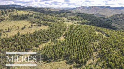 CAMPO EN VENTA EN LAVALLEJA  FORESTAL — foto 2