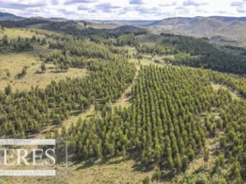 CAMPO EN VENTA EN LAVALLEJA  FORESTAL — foto 2