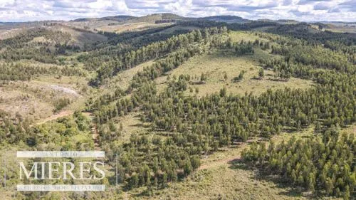 CAMPO EN VENTA EN LAVALLEJA  FORESTAL — foto 3