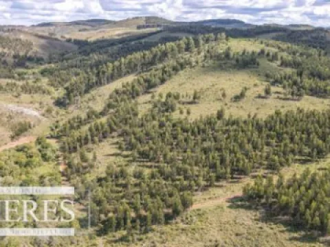 CAMPO EN VENTA EN LAVALLEJA  FORESTAL — foto 3