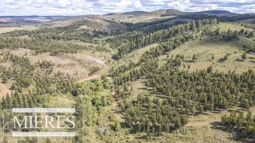 CAMPO EN VENTA EN LAVALLEJA  FORESTAL — foto 4