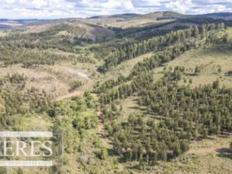 CAMPO EN VENTA EN LAVALLEJA  FORESTAL — foto 4
