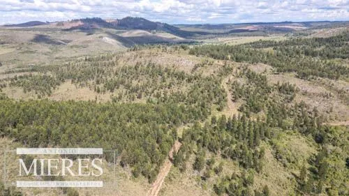 CAMPO EN VENTA EN LAVALLEJA  FORESTAL — foto 5