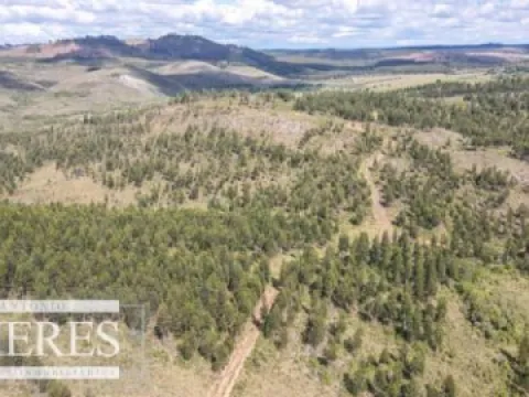 CAMPO EN VENTA EN LAVALLEJA  FORESTAL — foto 5