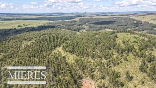 CAMPO EN VENTA EN LAVALLEJA  FORESTAL — foto 6