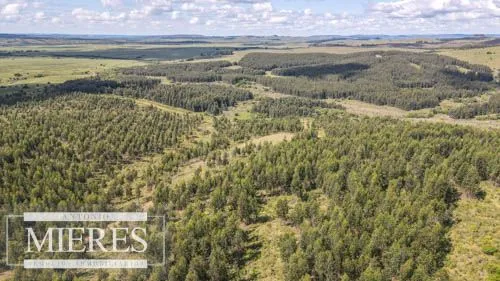 CAMPO EN VENTA EN LAVALLEJA  FORESTAL — foto 7