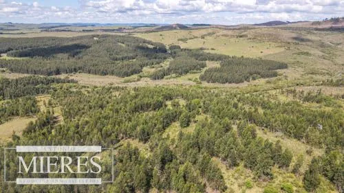 CAMPO EN VENTA EN LAVALLEJA  FORESTAL — foto 8