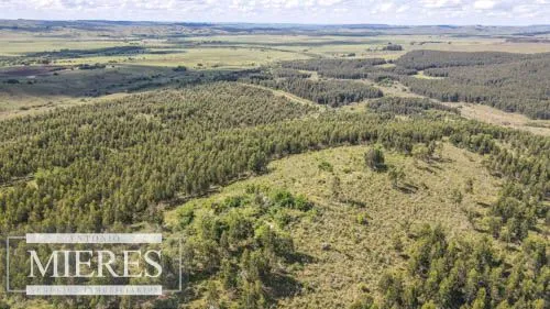 CAMPO EN VENTA EN LAVALLEJA  FORESTAL — foto 9