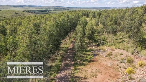 CAMPO EN VENTA EN LAVALLEJA  FORESTAL — foto 10