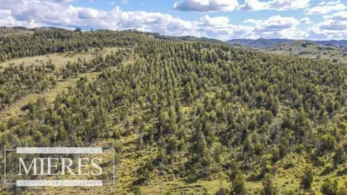 CAMPO EN VENTA EN LAVALLEJA  FORESTAL — foto 11