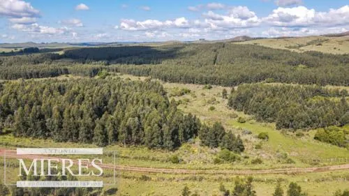 CAMPO EN VENTA EN LAVALLEJA  FORESTAL — foto 12