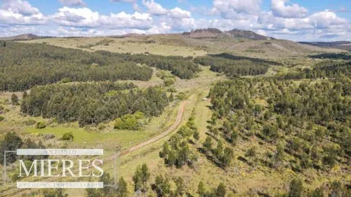CAMPO EN VENTA EN LAVALLEJA  FORESTAL — foto 13