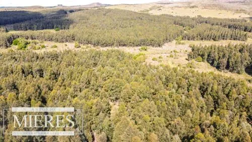 CAMPO EN VENTA EN LAVALLEJA  FORESTAL — foto 14