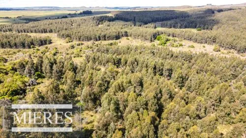 CAMPO EN VENTA EN LAVALLEJA  FORESTAL — foto 15
