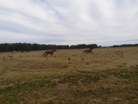 Chacra / Campo 5 ha en José Ignacio — foto 2
