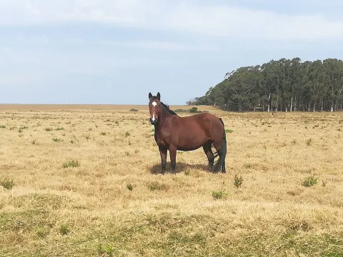 Chacra / Campo 5 ha en José Ignacio — foto 3