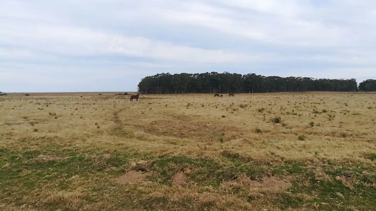 Chacra / Campo 5 ha en José Ignacio — foto 4