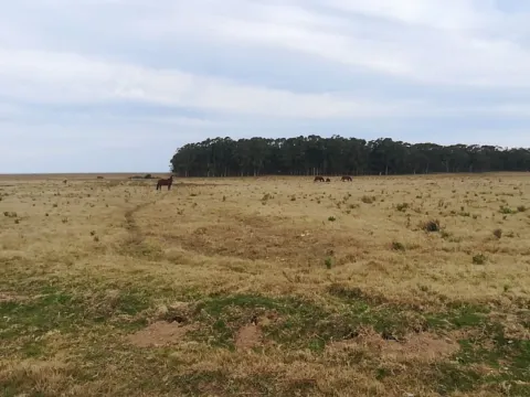 Chacra / Campo 5 ha en José Ignacio — foto 4