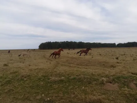 Chacra / Campo 5 ha en José Ignacio — foto 5