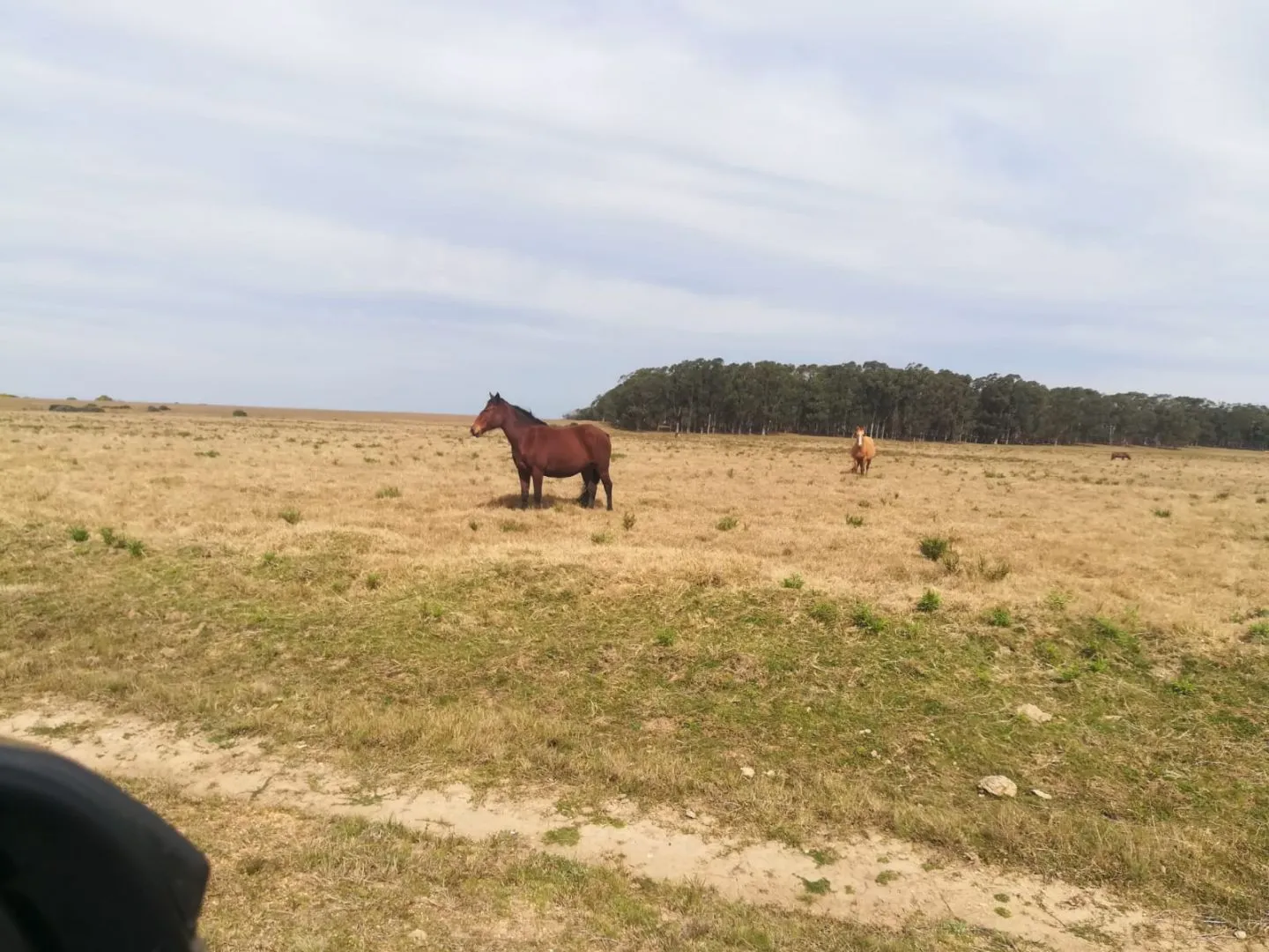 Chacra / Campo 5 ha en José Ignacio — foto 6