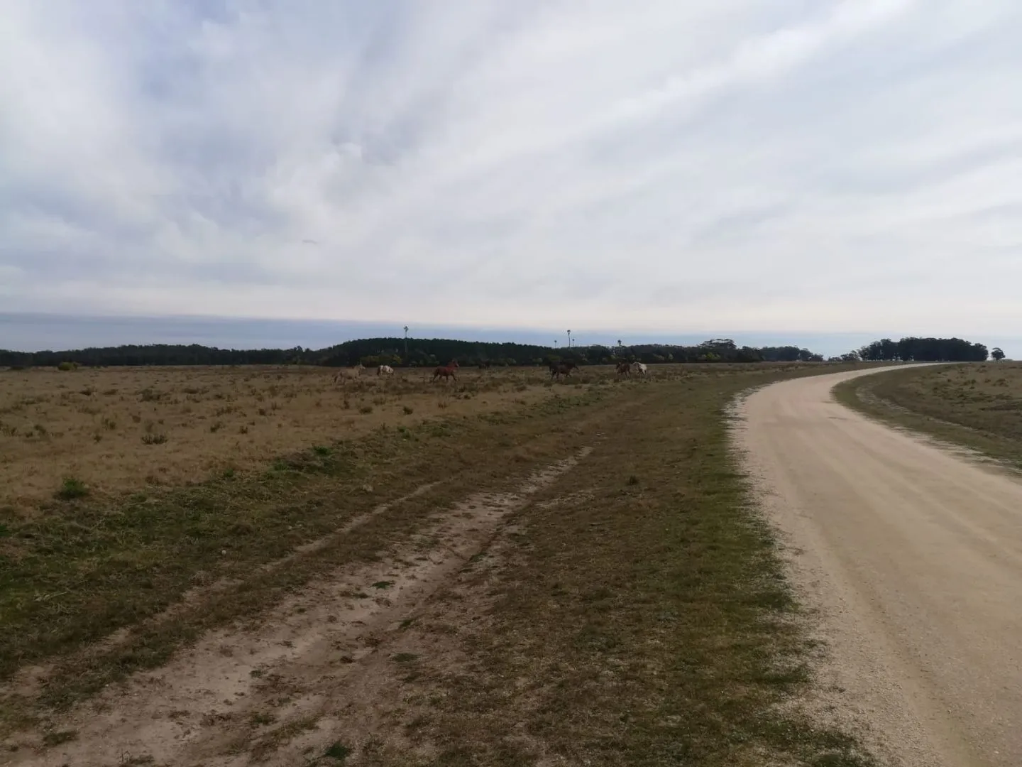 Chacra / Campo 5 ha en José Ignacio — foto 8
