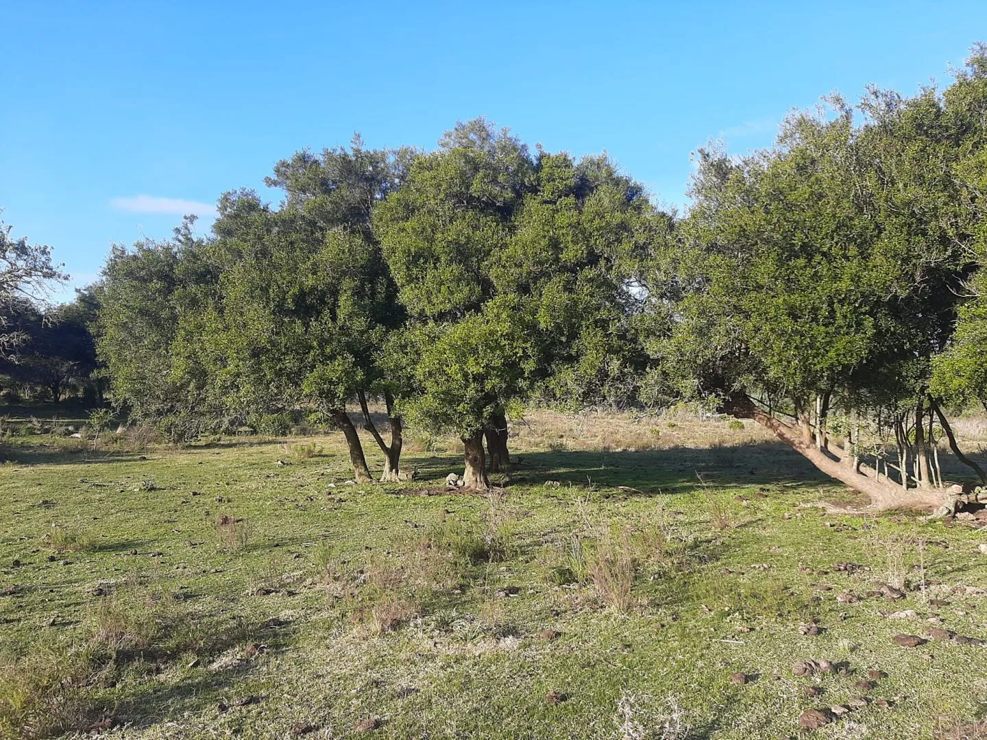 Chacra de 14ha Pueblo Eden — foto 4