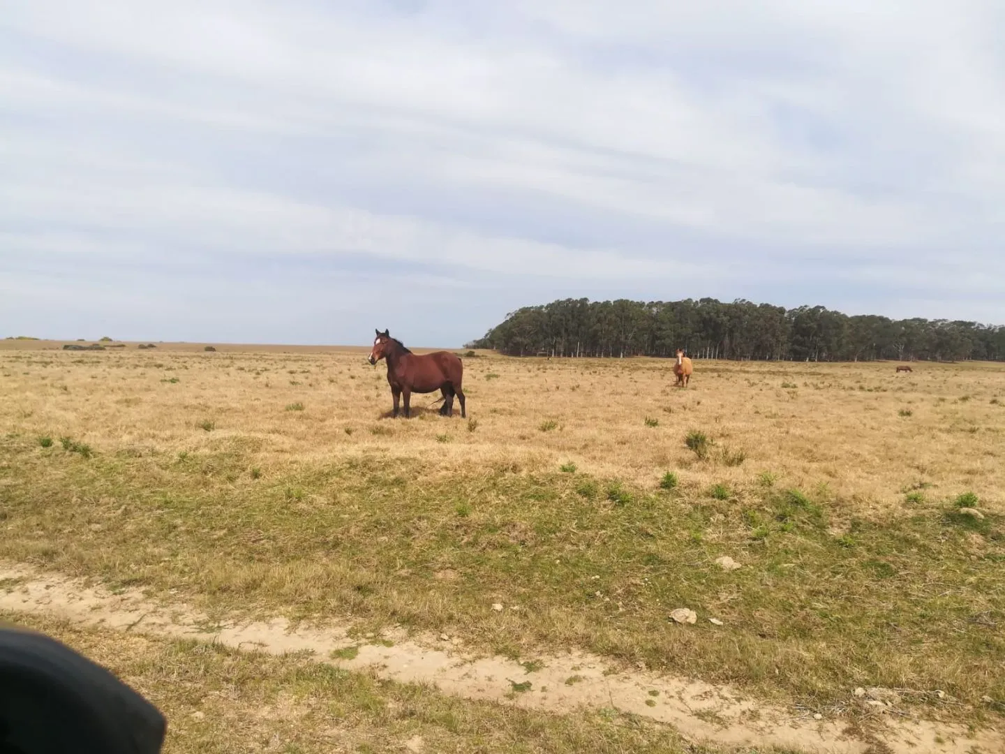 Chacra / Campo 5 ha en José Ignacio — foto 9