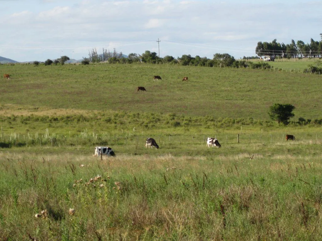 Campo en venta de 63 ha en Maldonado Uruguay — foto 25