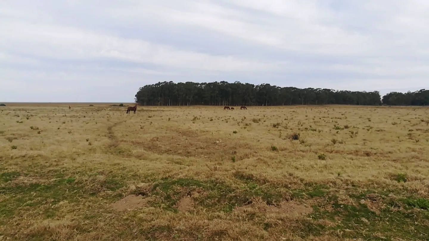 Chacra / Campo 5 ha en José Ignacio — foto 4