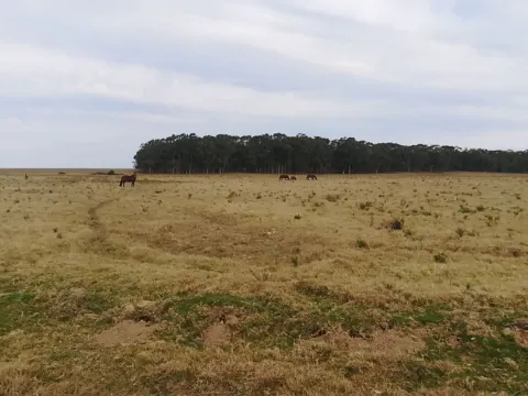 Chacra / Campo 5 ha en José Ignacio — foto 4