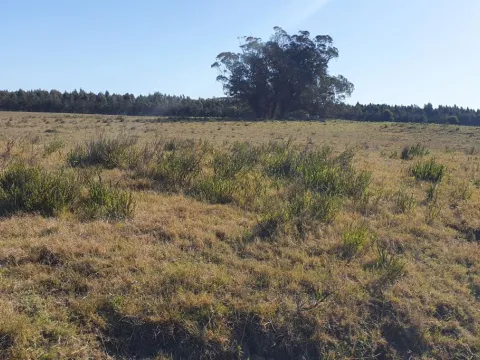 EXCELENTE CHACRA DE 15 HAS EN RUTA 10 KM 198 — foto 5