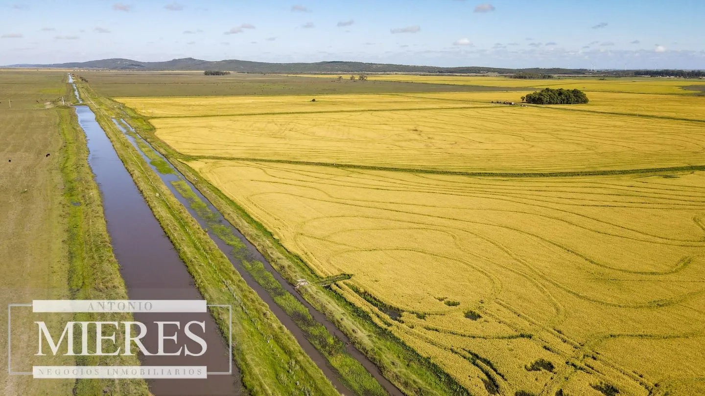 Campo agrícola ganadero  de 1500ha Rocha — foto 1