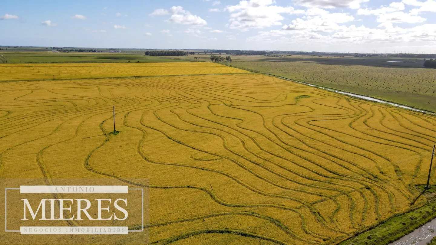 Campo agrícola ganadero  de 1500ha Rocha — foto 2