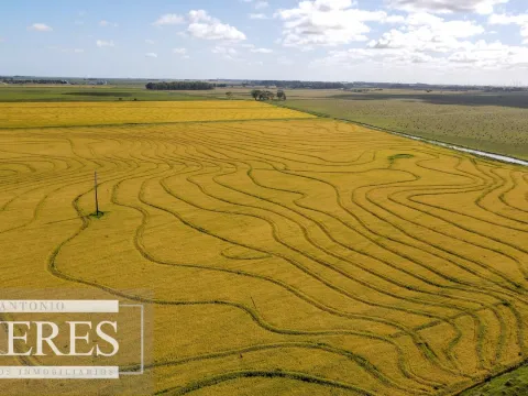 Campo agrícola ganadero  de 1500ha Rocha — foto 2