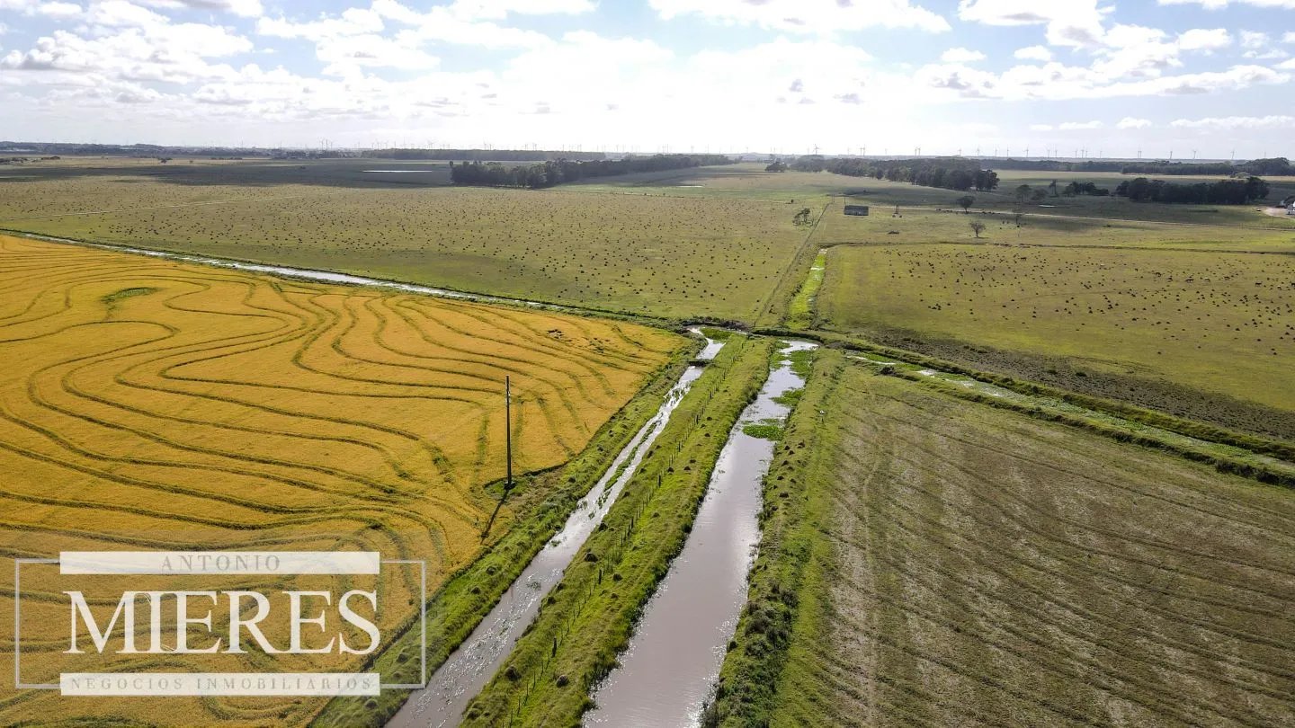 Campo agrícola ganadero  de 1500ha Rocha — foto 3