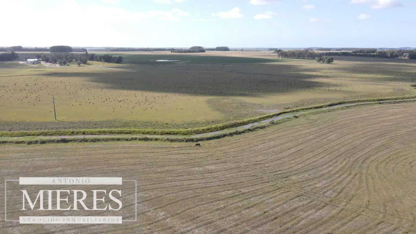 Campo agrícola ganadero  de 1500ha Rocha — foto 4
