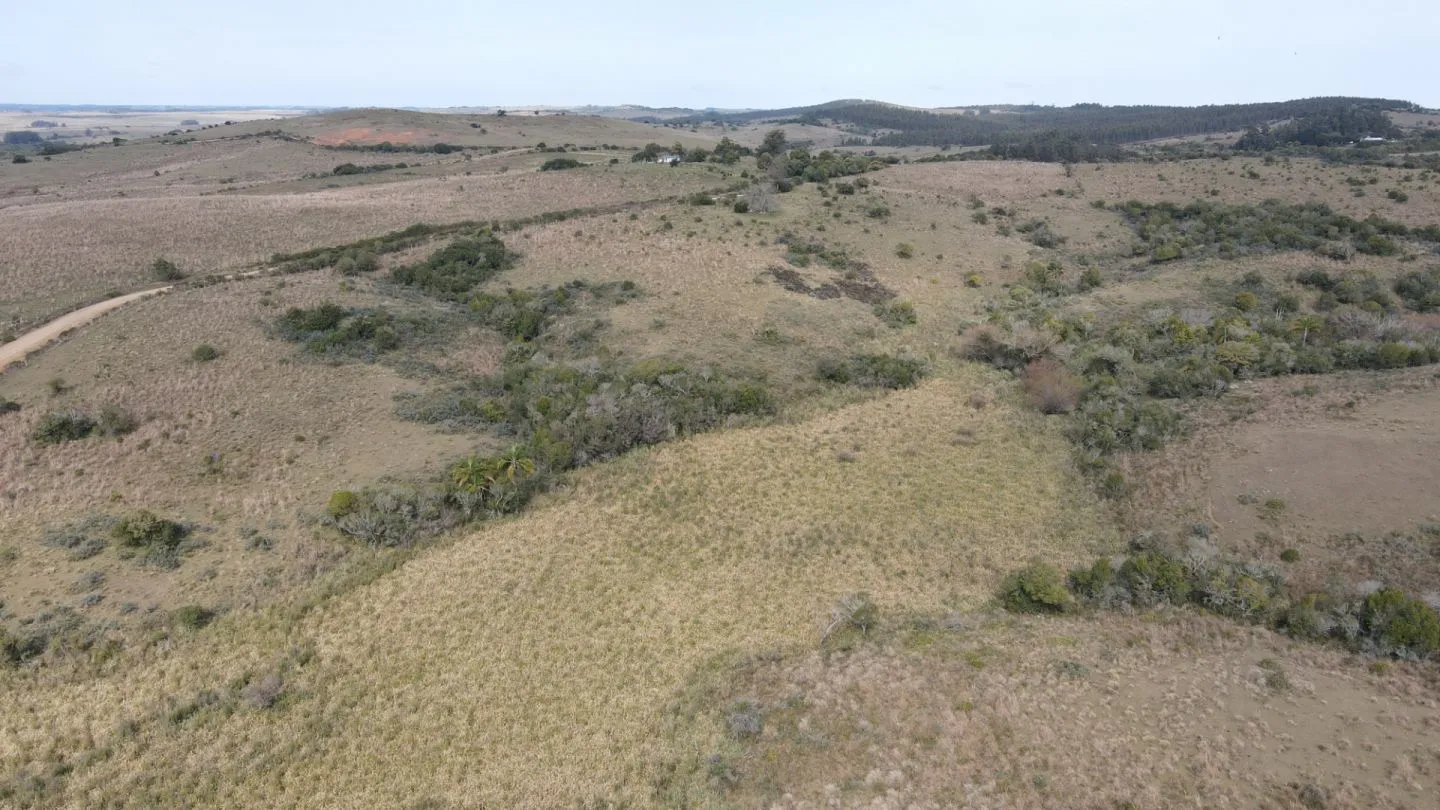 Campo en Rocha 78ha — foto 13