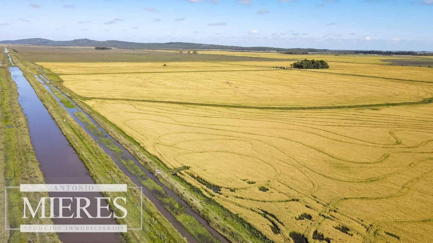 Campo agrícola ganadero  de 1500ha Rocha — foto 10